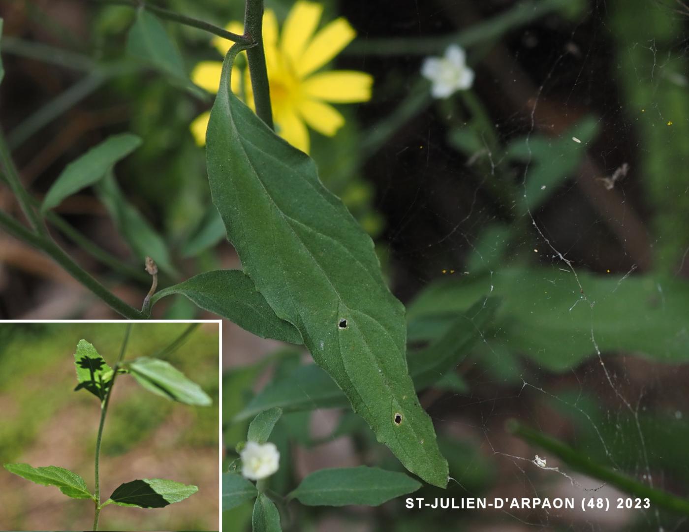 Willow-herb, Small Spear-leaved leaf